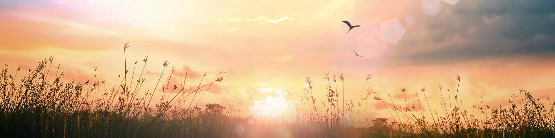 Dark Silhouette of grass and wildflowers, beneath a beautiful sunrise. Pastel clouds glow as a bird swoops into frame.